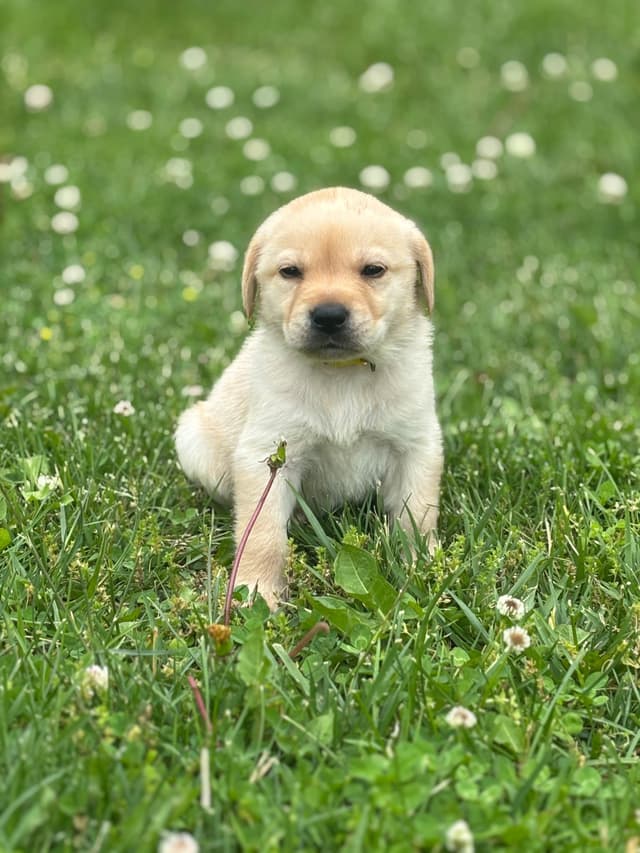 Labrador Retriever Puppies media 3