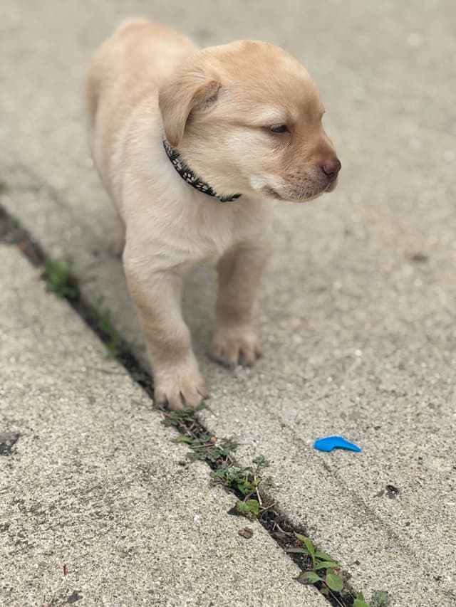 Labrador Retriever Puppies media 4