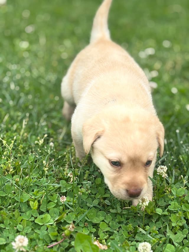Labrador Retriever Puppies media 5