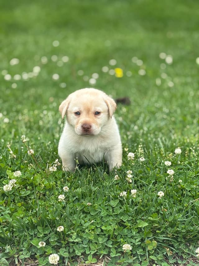 Labrador Retriever Puppies media 6