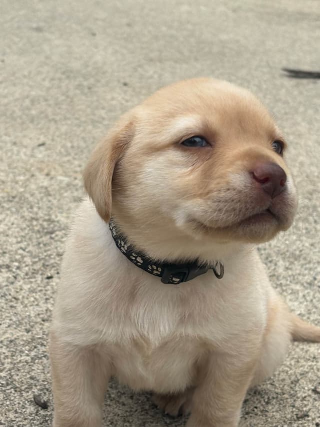Labrador Retriever Puppies media 7