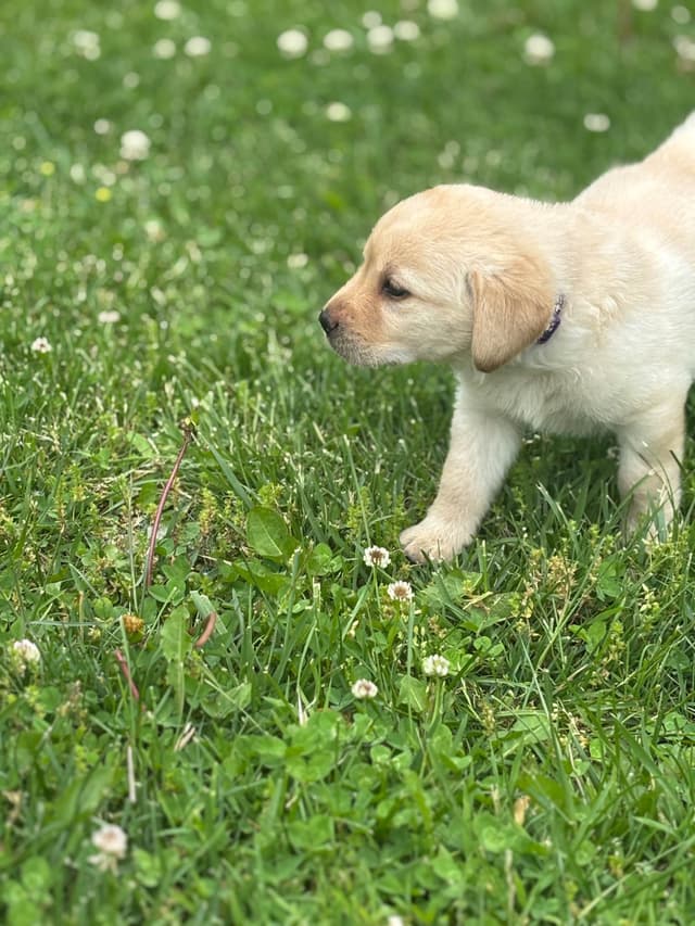 Labrador Retriever Puppies media 8
