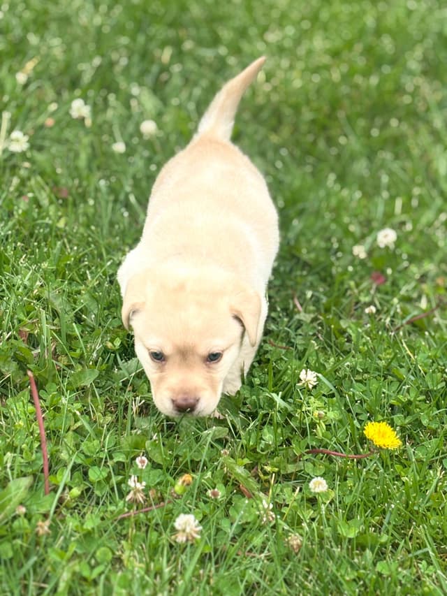 Labrador Retriever Puppies media 9
