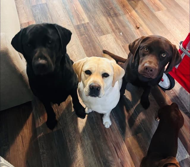 Labrador Retriever Puppies media 10
