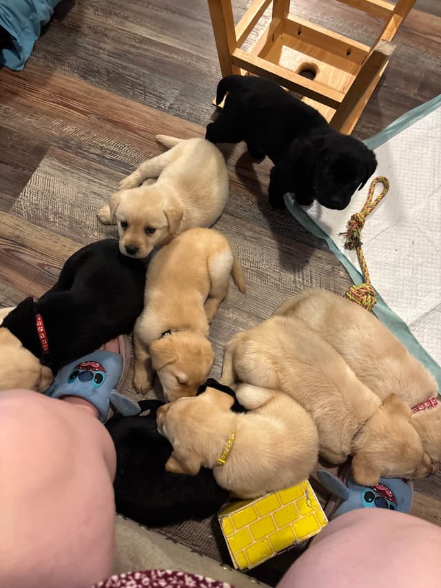 Labrador Retriever Puppies media 11