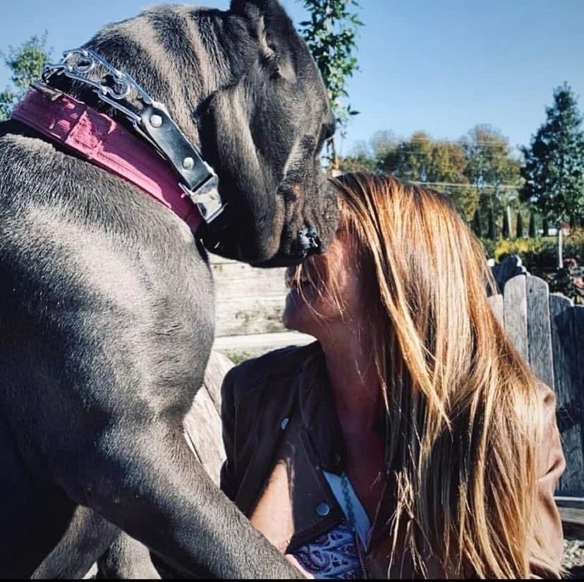 Cane Corso Puppies breeder image 1