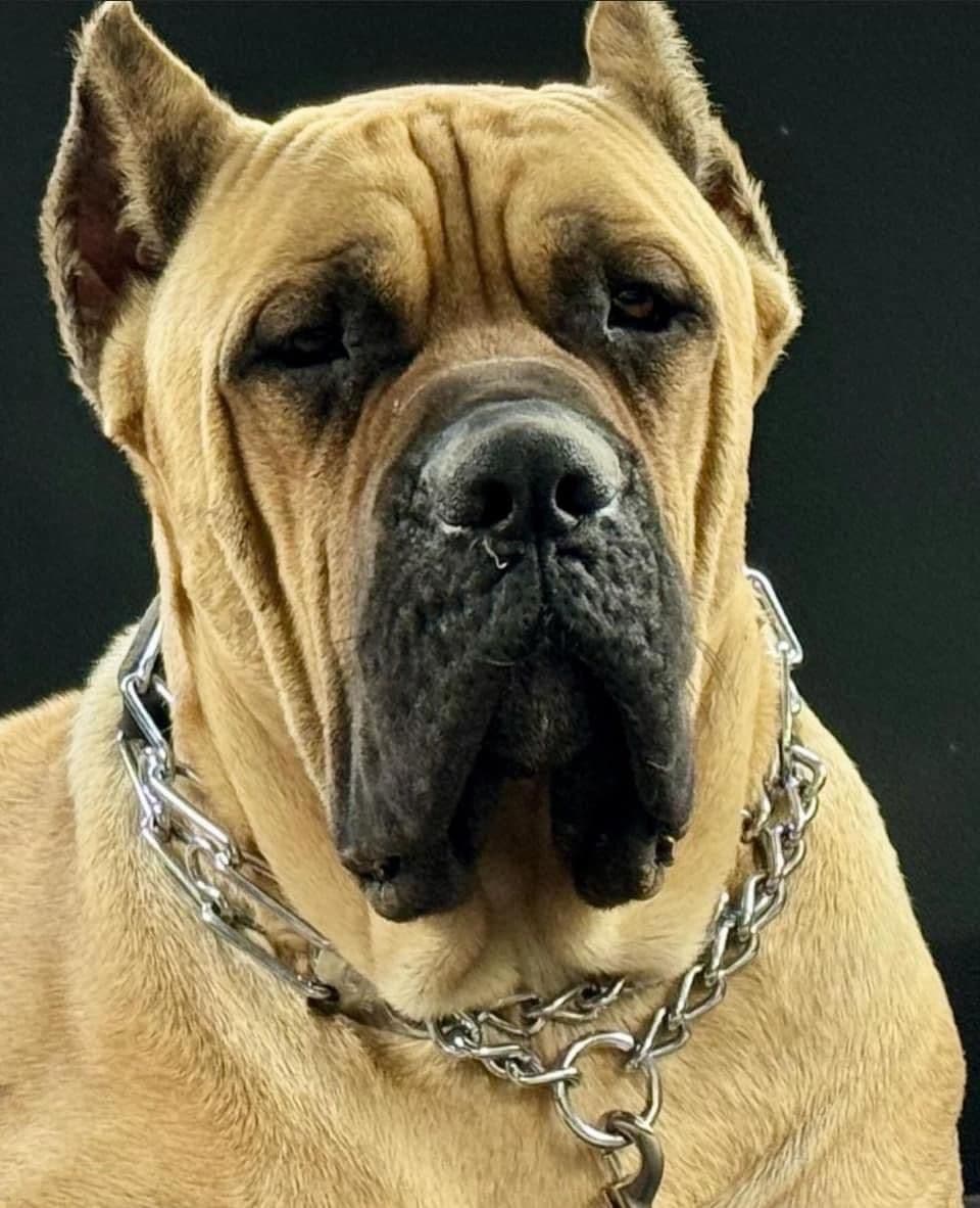 Cane Corso Puppies breeder image 5