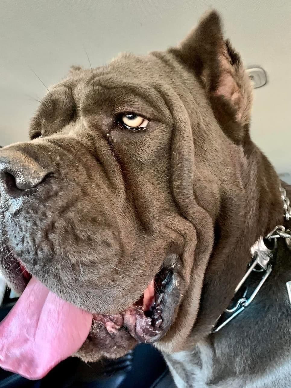 Cane Corso Puppies breeder image 4
