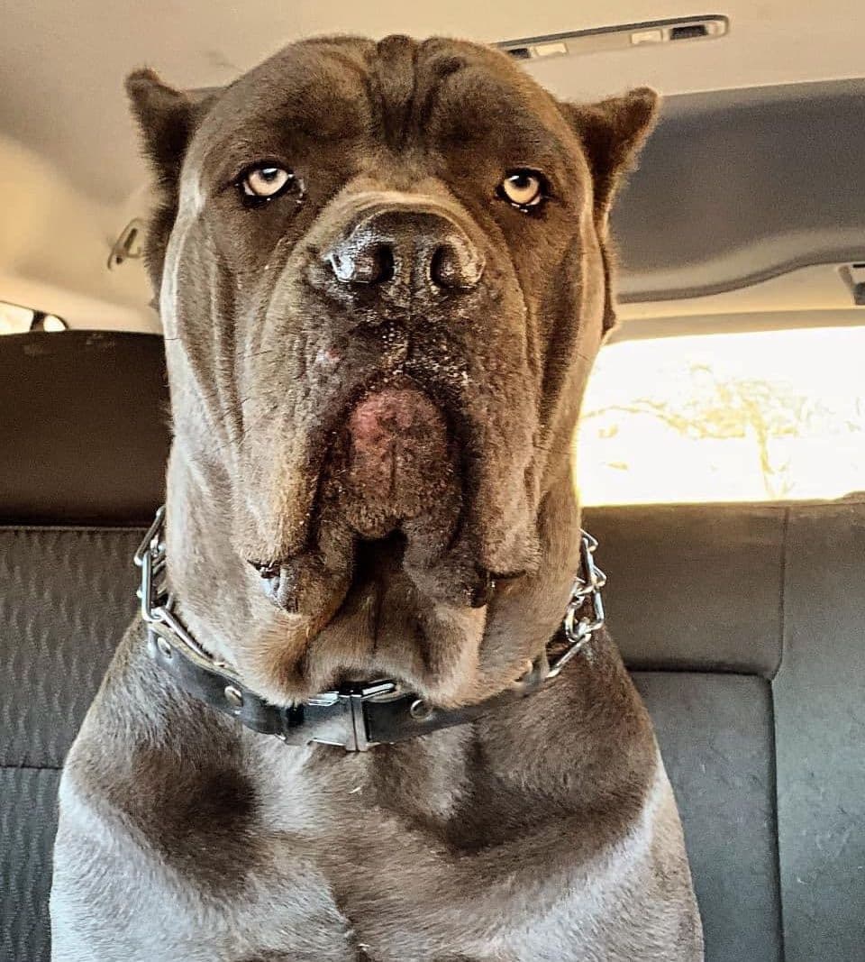Cane Corso Puppies breeder image 3