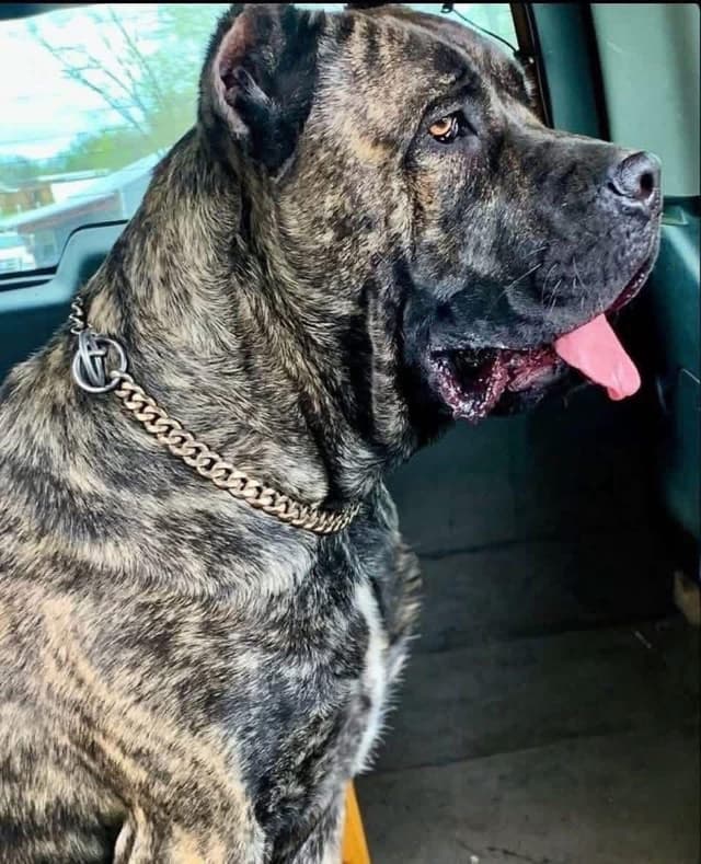 Cane Corso Puppies media 2