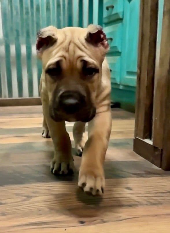 Cane Corso Puppies media 3