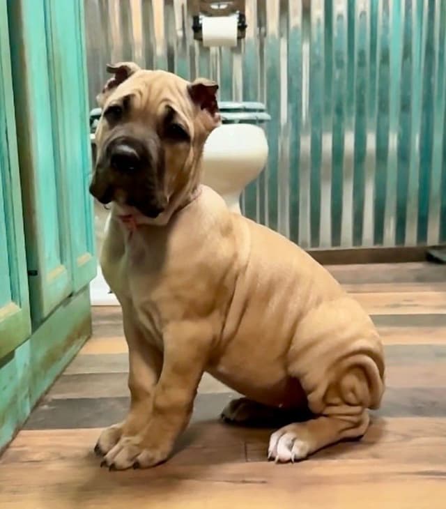 Cane Corso Puppies media 4