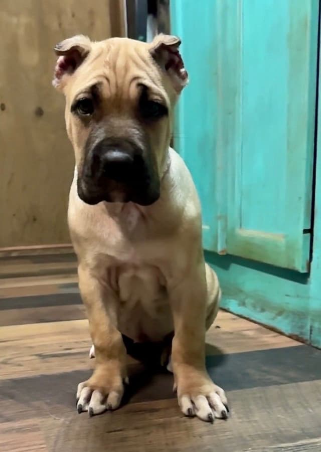 Cane Corso Puppies media 5
