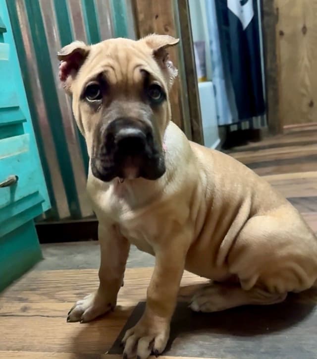 Cane Corso Puppies media 6