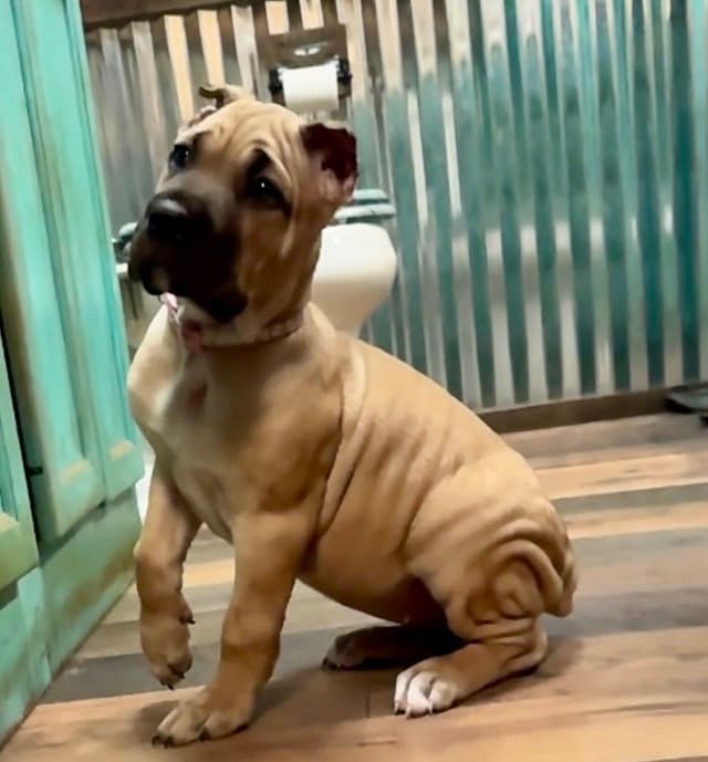 Cane Corso Puppies media 7