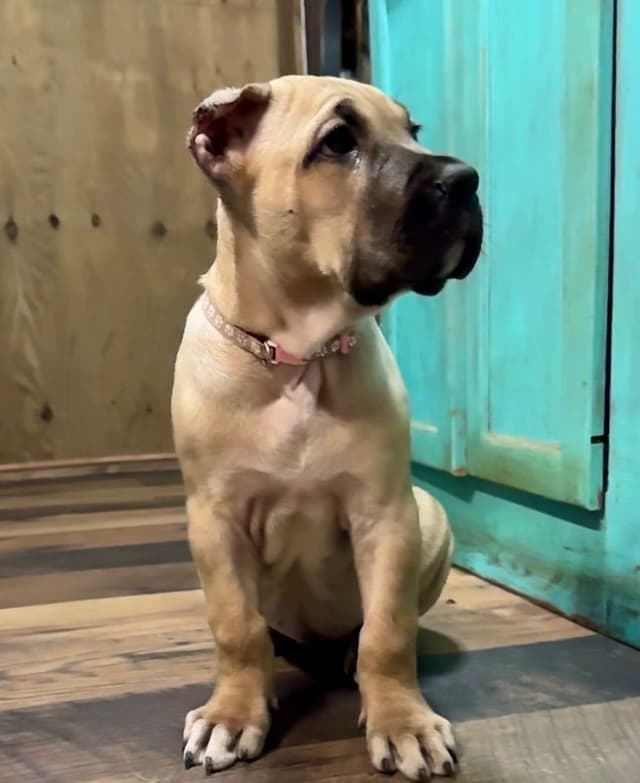 Cane Corso Puppies media 8