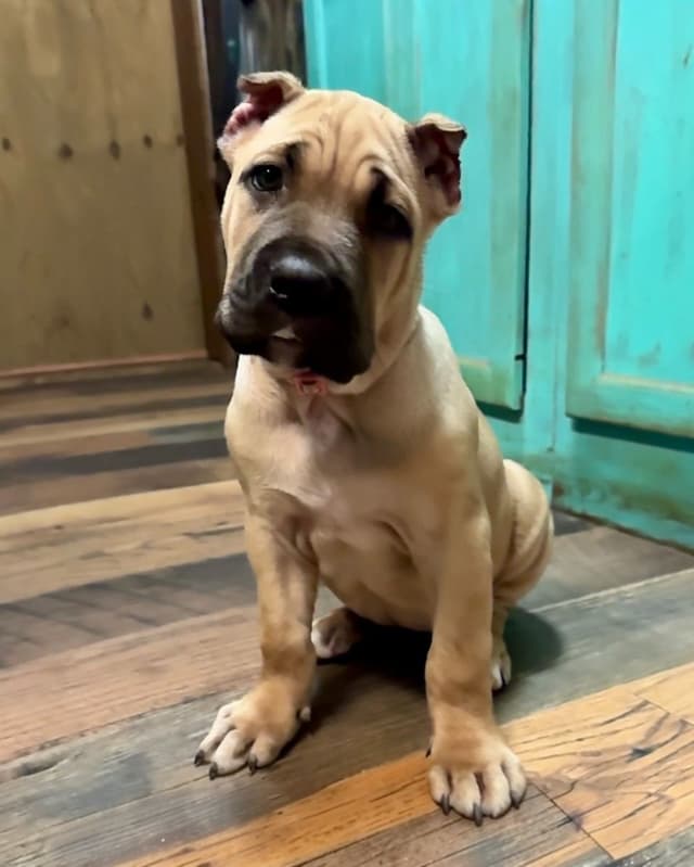 Cane Corso Puppies media 10