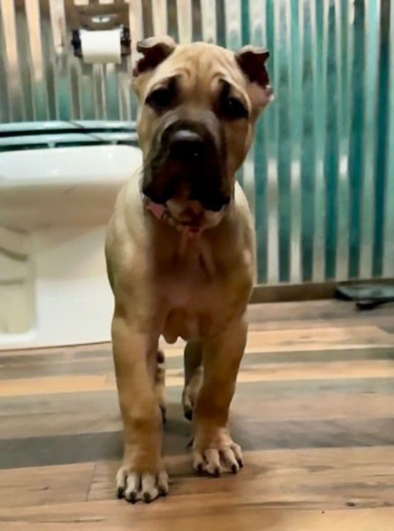 Cane Corso Puppies media 11