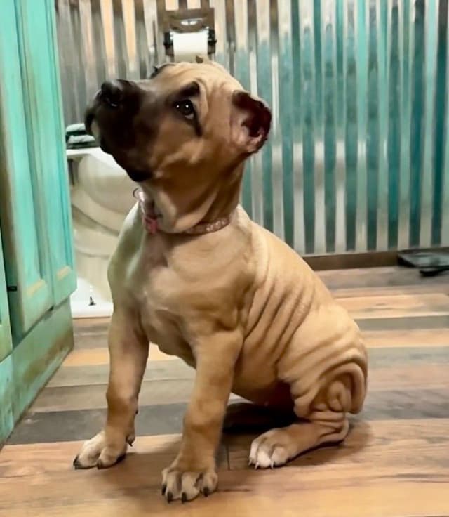 Cane Corso Puppies media 12