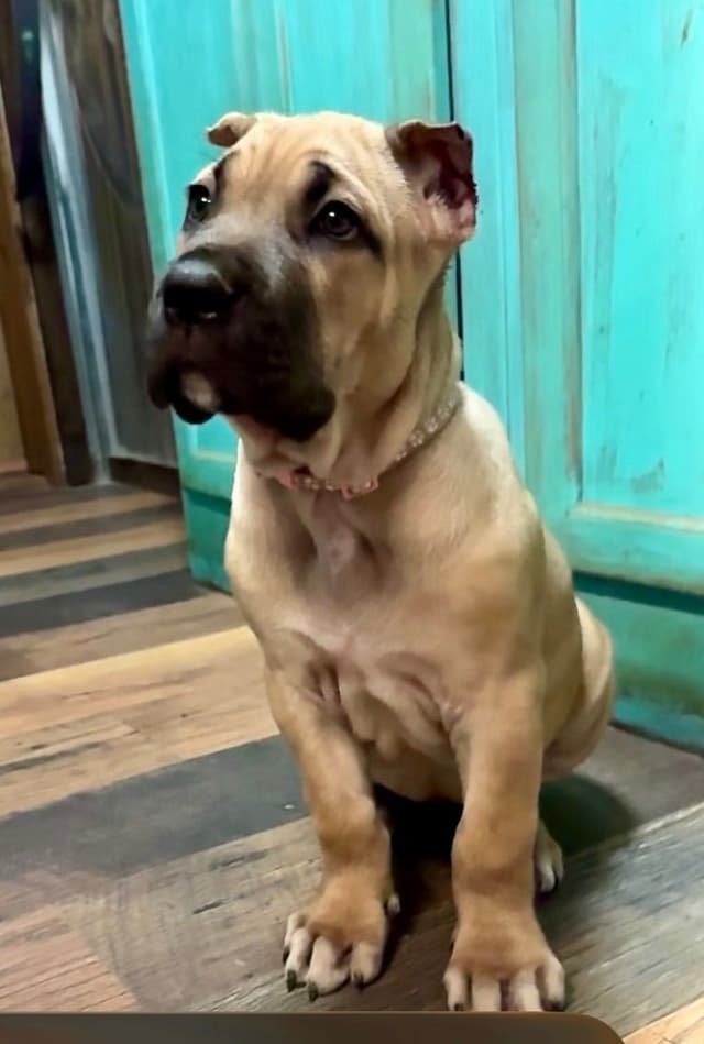 Cane Corso Puppies media 14