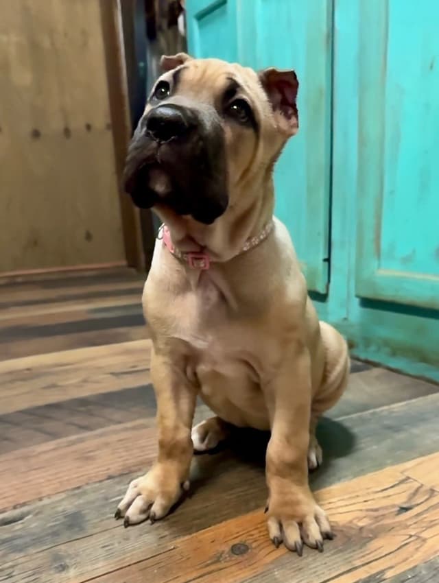 Cane Corso Puppies media 15