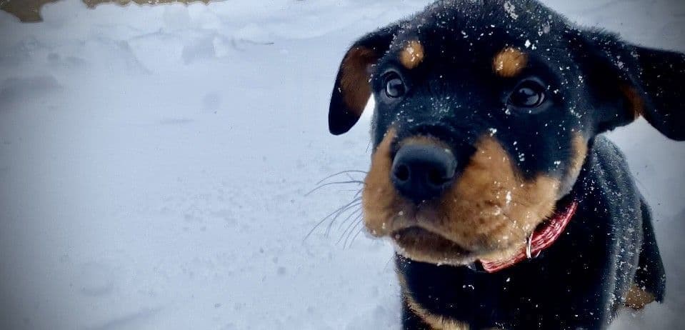Rottweiler Puppies breeder image 1