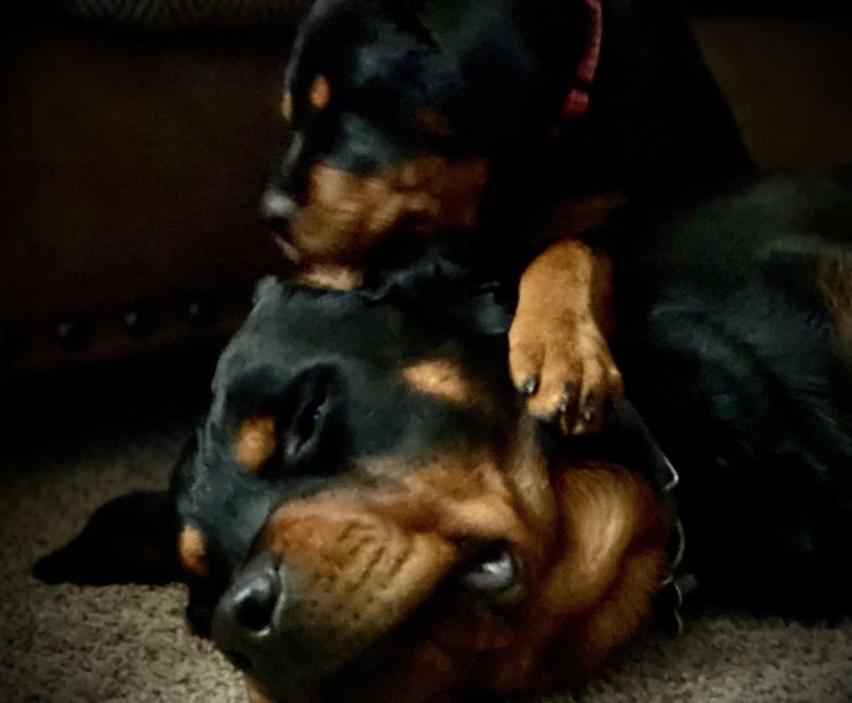 Rottweiler Puppies breeder image 2