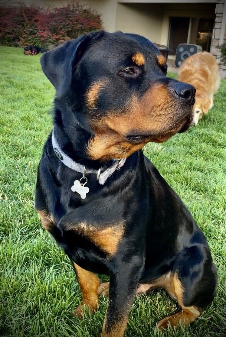 Rottweiler Puppies breeder image 5