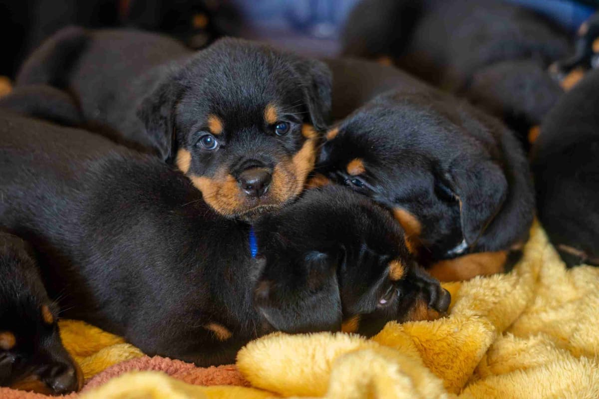 Rottweiler Puppies breeder image 9