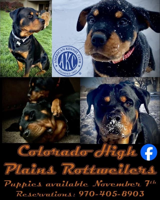 Rottweiler Puppies media 4