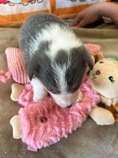 Pembroke Welsh Corgi Puppies media 4