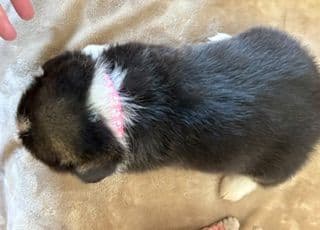 Pembroke Welsh Corgi Puppies media 2