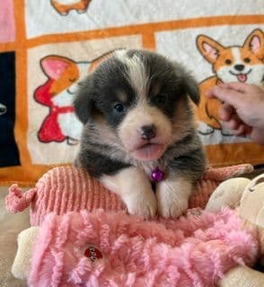 Pembroke Welsh Corgi Puppies media 5
