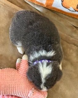Pembroke Welsh Corgi Puppies media 6