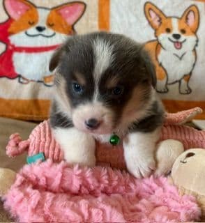 Pembroke Welsh Corgi Puppies media 7