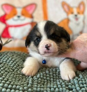 Pembroke Welsh Corgi Puppies media 9