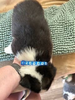 Pembroke Welsh Corgi Puppies media 10