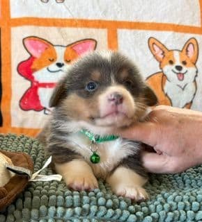 Pembroke Welsh Corgi Puppies media 11