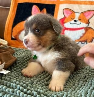 Pembroke Welsh Corgi Puppies media 12