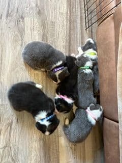 Pembroke Welsh Corgi Puppies media 14