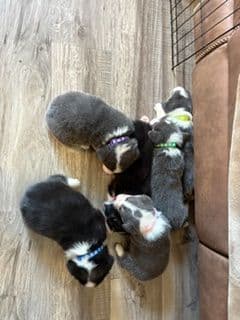 Pembroke Welsh Corgi Puppies media 15