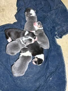Pembroke Welsh Corgi Puppies media 16