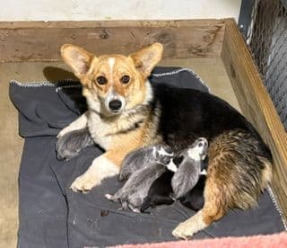 Pembroke Welsh Corgi Puppies media 17
