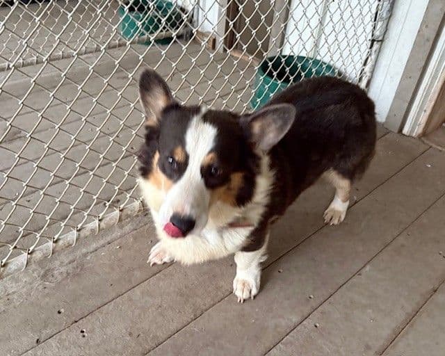 Pembroke Welsh Corgi Puppies media 18