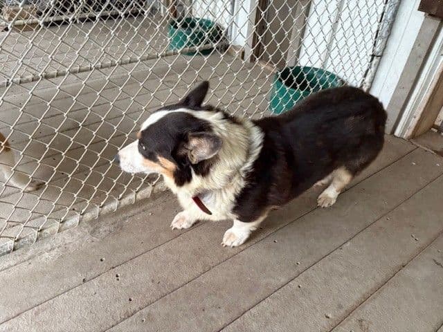 Pembroke Welsh Corgi Puppies media 19