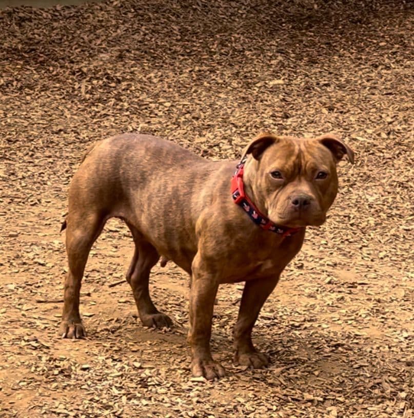 Staffordshire Bull Terrier Puppies breeder image 3