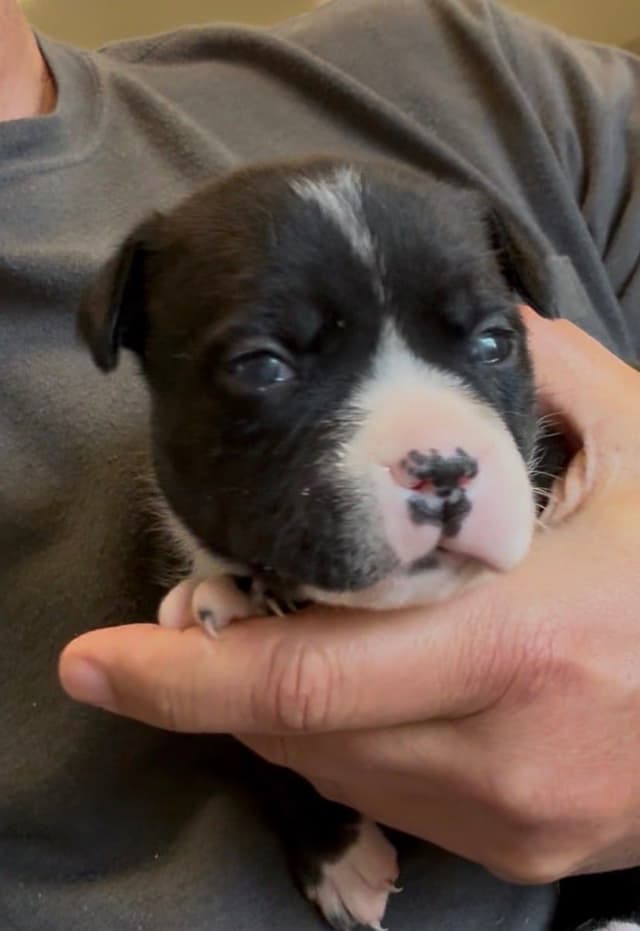 Staffordshire Bull Terrier Puppies media 2