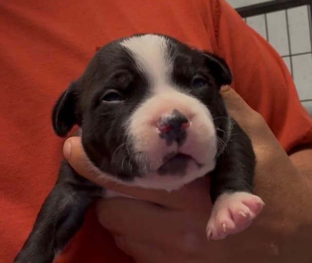 Staffordshire Bull Terrier Puppies media 3
