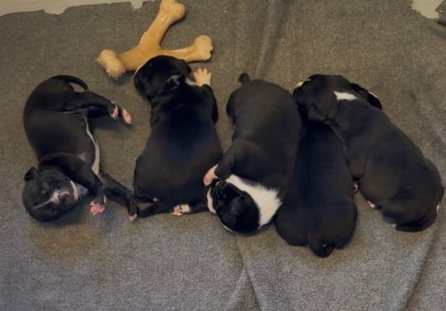 Staffordshire Bull Terrier Puppies media 4