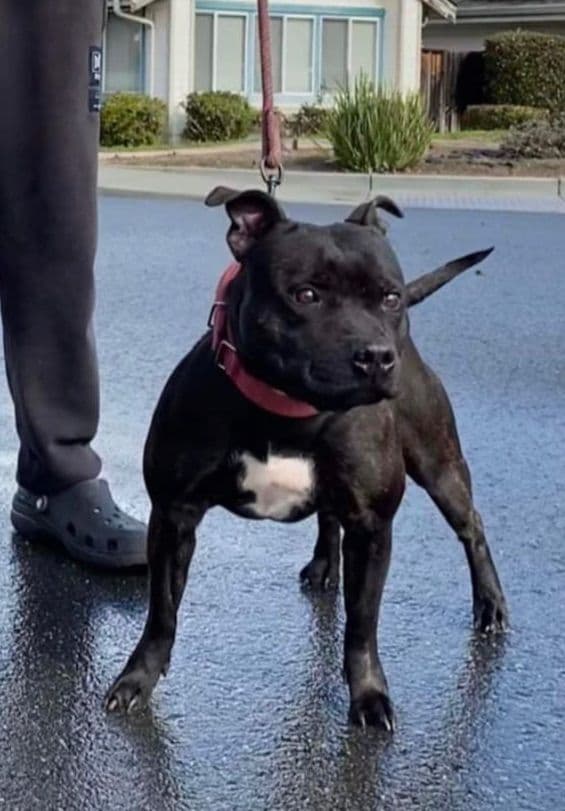 Staffordshire Bull Terrier Puppies media 5